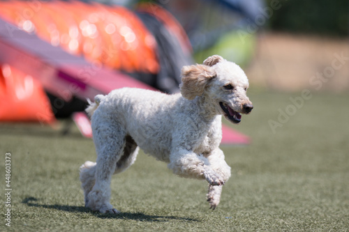 Outside agility shoot of attentive obedient small apricot poodle running on dog agility competition sunny summer day. Purebred caniche moyen with show curly hair cut enjoying summer sport activities.  photo