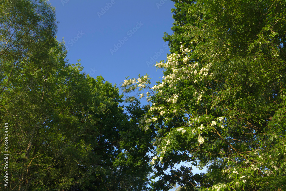 Fototapeta premium trees and sky