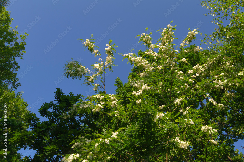 leaves against blue sky leaves against blue sky