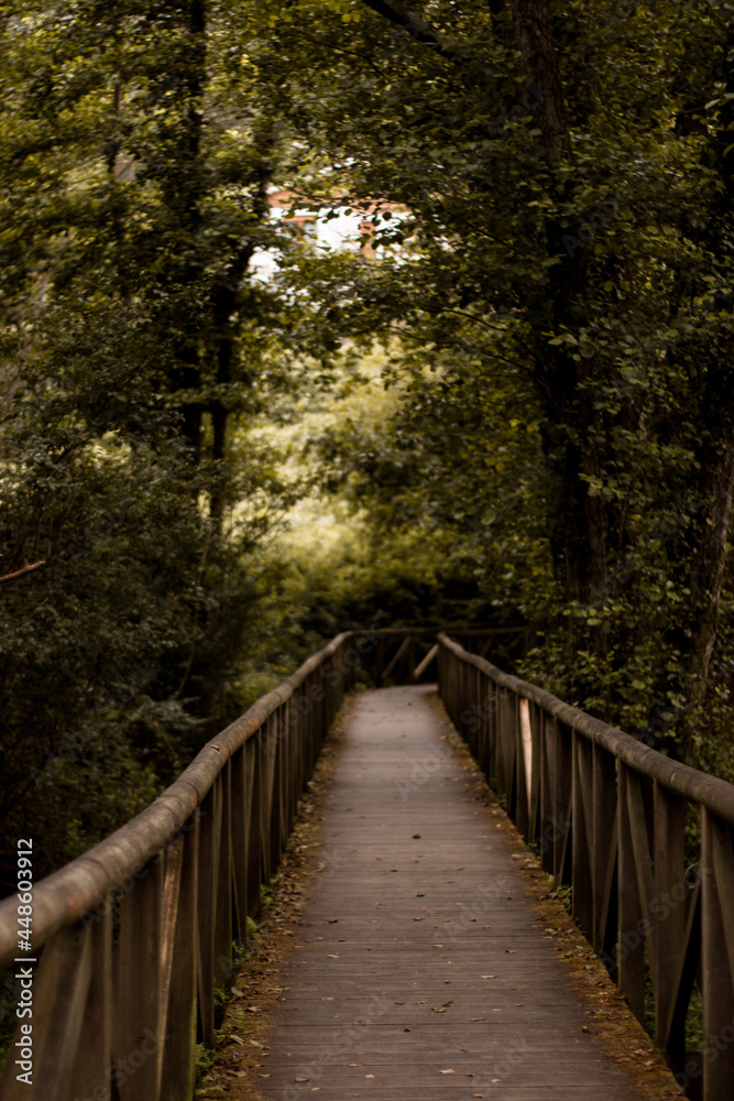 Puente de madera cruzando por medio de un bosque