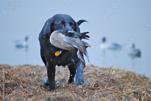 Black Lab making a retrieve