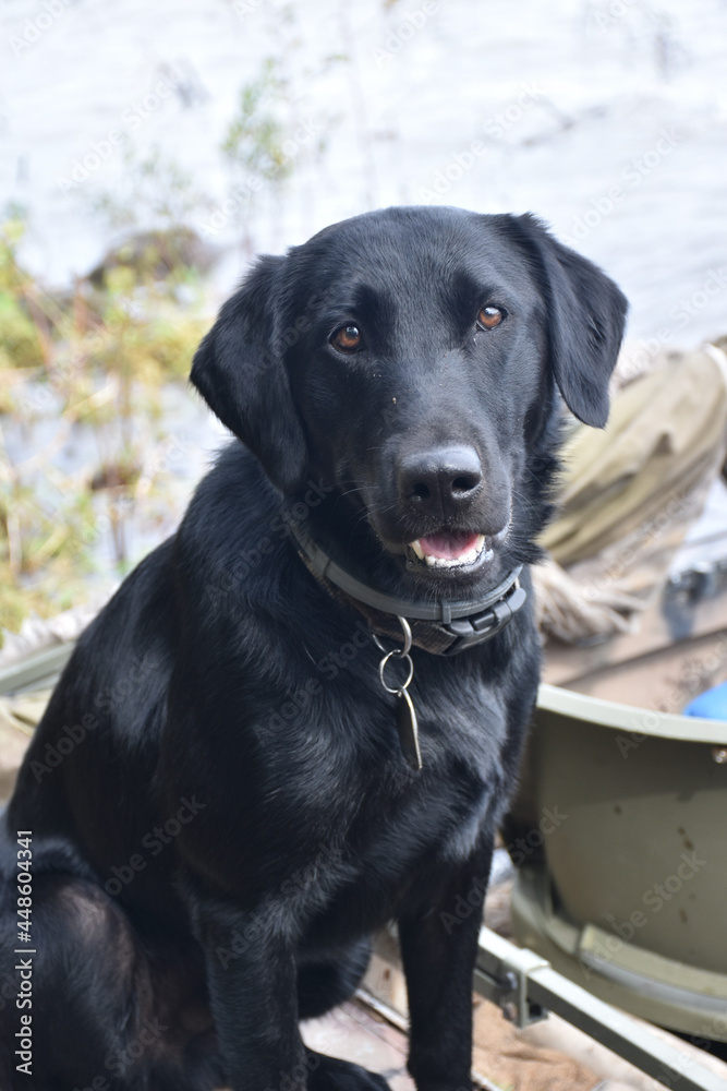 black labrador retriever portrait black labrador retriever portrait