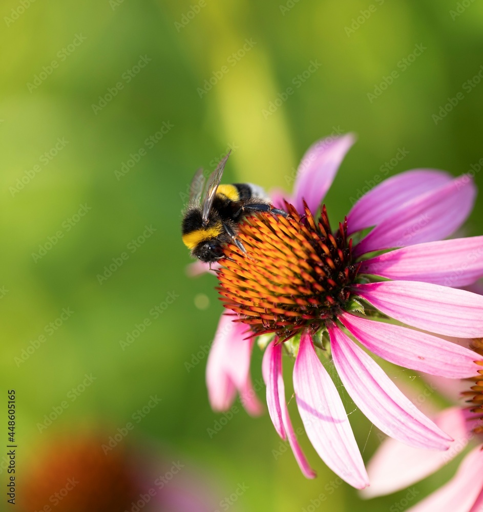 Bee working in the early morning Bee working in the early morning