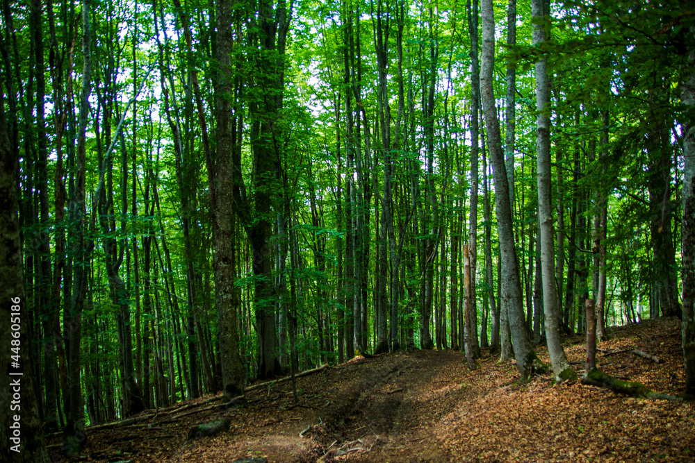 Beautiful green forest with forest path. Tall green trees. Forest landscape. Beautiful green forest with forest path. Tall green trees. Forest landscape.