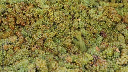 Grape harvest : Squeeze The Grape With The Press. Making Wine At Winery  Grape sheller at the work with white grapes. Stemmer crusher crushing grapes at a winery . Wine making process . Slow Motion . photo