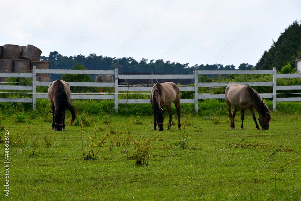 A view of a small herd of three horses grazing while eating grass next to a wooden fence made out of planks, logs, and boards near a dense forest or moor spotted on a cloudless summer day in Poland