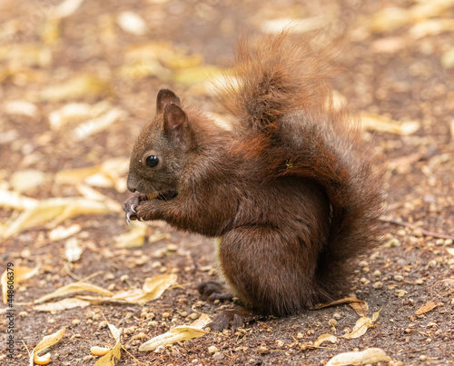 Red squirrel eating nuts © David