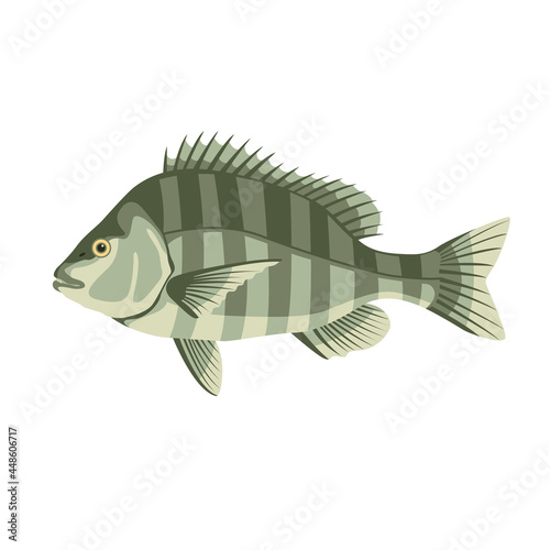 sheepshead fish ,vector illustration, flat style, side view