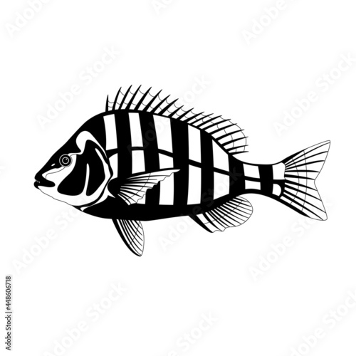 sheepshead fish ,vector illustration, flat style, side  view