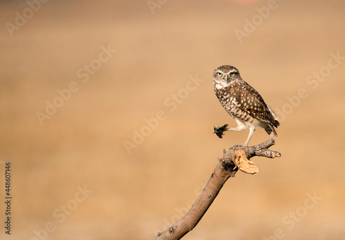 Burrowing owl perched on a branch with a figeater june beetle ready to snack near Ontario California