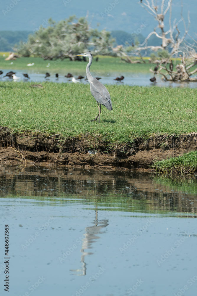 Fototapeta premium Greece, Lake Kerkini, gray heron on the shore and its reflection