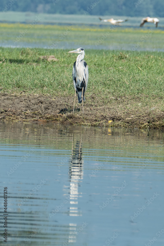 Fototapeta premium Greece, Lake Kerkini, gray heron on the shore