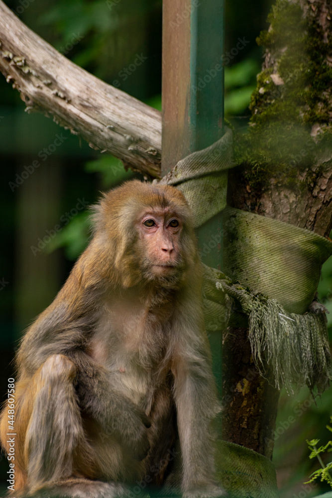 Małpa w ogrodzie zoologicznym - obrazy, fototapety, plakaty 