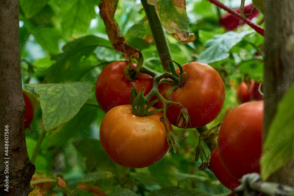 A bunch of ripe red tomatoes growing on a bush in a rustic vegetable garden in their natural habitat. 