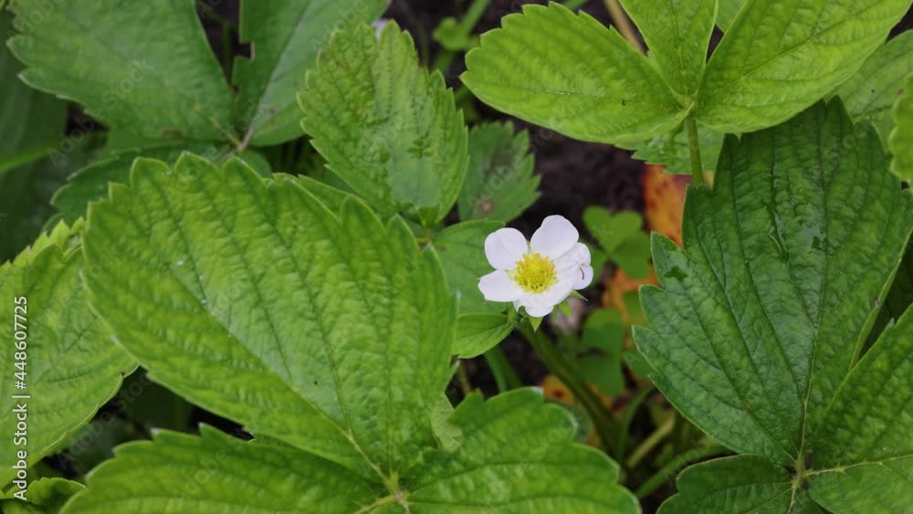 Fresh blooming strawberry growing on garden bed Fresh blooming strawberry growing on garden bed