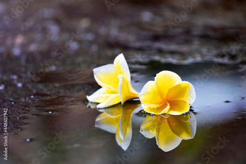 Frangipani flower in yellow color with clear water reflection under the rain