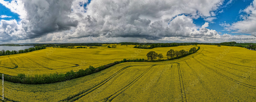 Fototapeta premium Luftdrohne Draufsicht auf gelb blühendes Rapsfeld mit Linien von Traktorspuren
