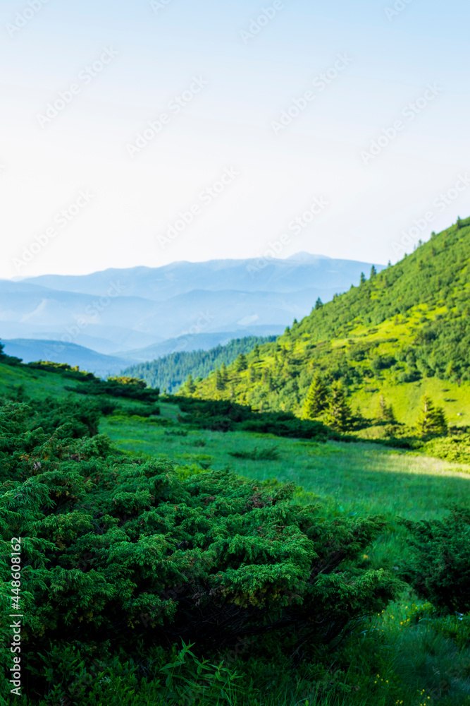 Obraz premium Mountain landscape. Green grass, blue mountains, flowers and needles. Montenegrin ridge in Ukraine in July. Hike in the Carpathian Mountains.