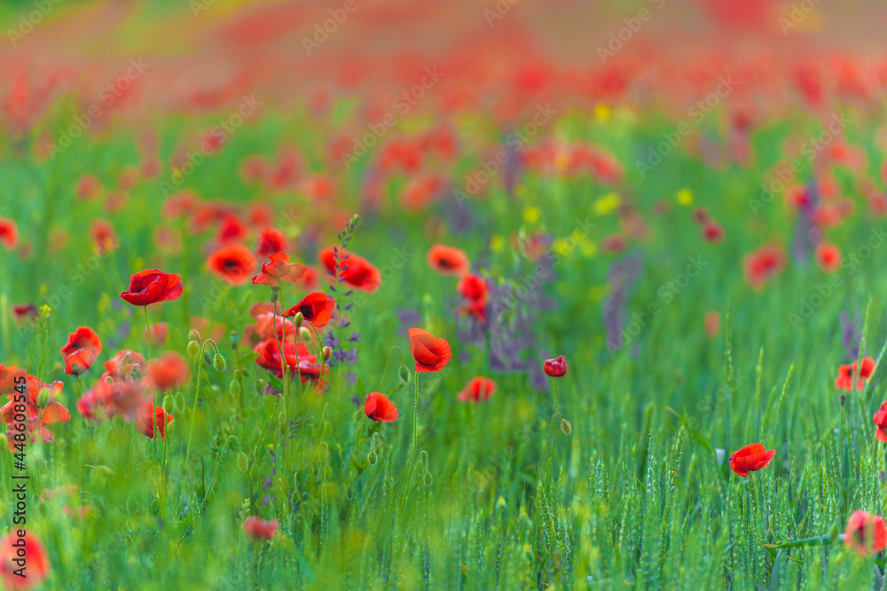 red poppies close-up in a field in summer among the green grass