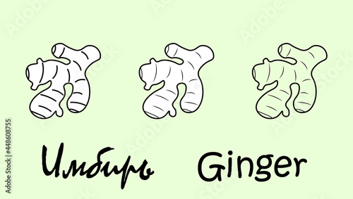 A set of ginger fruit objects with the inscription "ginger" in Russian and English. Simple vector illustration, eps