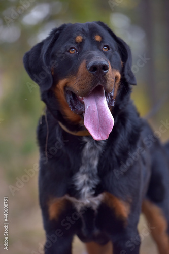beautiful large brown dog mestizo rottweiler © Evdoha