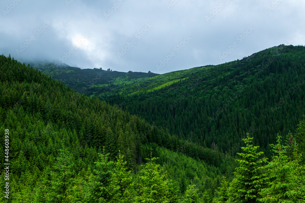 Mountain landscape. Green grass, blue mountains, flowers and needles. Montenegrin ridge in Ukraine in July. Hike in the Carpathian Mountains. Mountain landscape. Green grass, blue mountains, flowers and needles. Montenegrin ridge in Ukraine in July. Hike in the Carpathian Mountains.