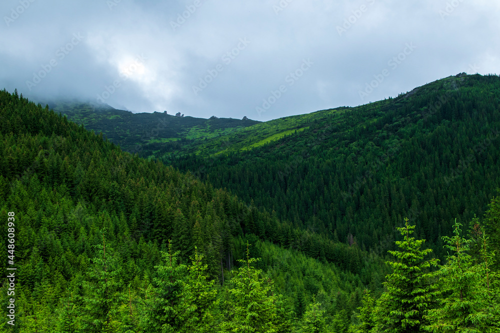 Mountain landscape. Green grass, blue mountains, flowers and needles. Montenegrin ridge in Ukraine in July. Hike in the Carpathian Mountains.