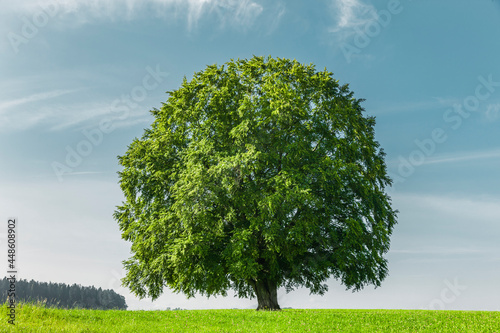 Alter Buchenbaum auf einer Wiese