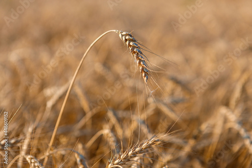 Ripe ears of wheat in the field on the setting sun.