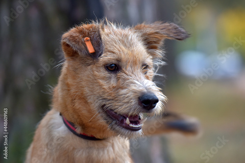 brown dog mestizo terrier at animal shelter