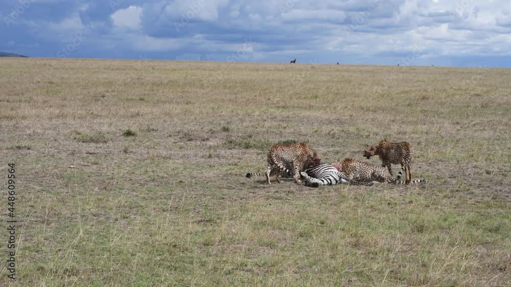 5 Cheetahs brothers feeds on zebra carcass, Maasai Mara 5 Cheetahs brothers feeds on zebra carcass, Maasai Mara