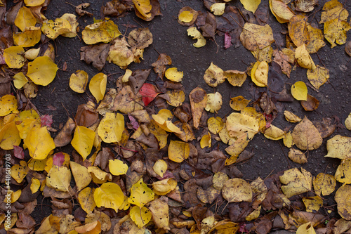 Fallen yellow autumn leaves lie on the wet ground