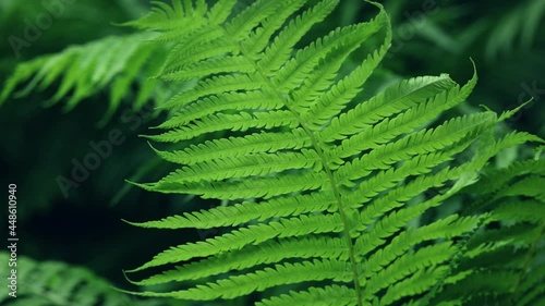 Close up fresh fern frond over green background