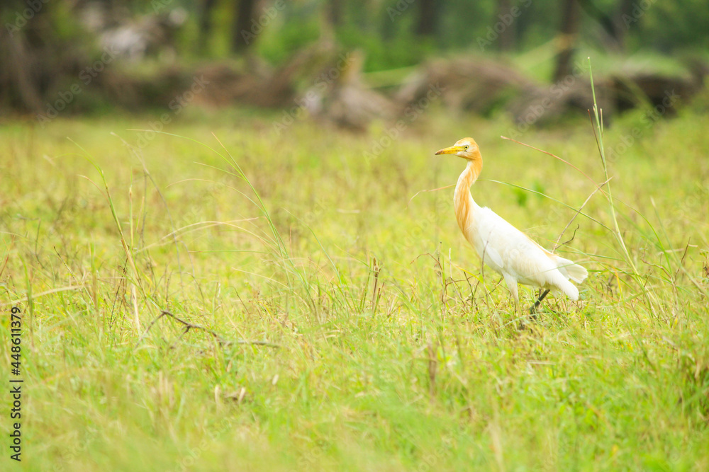 Obraz premium Cattle Egret- A White Bird found in the beautiful nature of Mumbai.