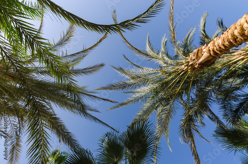high palm trees pattern on white background