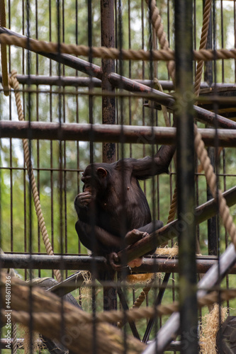 Małpa szympans w zoo