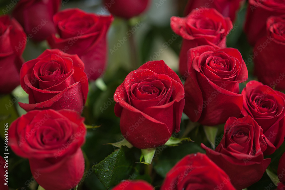 Red roses Red roses