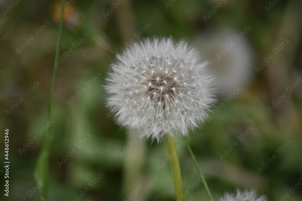 dandelion