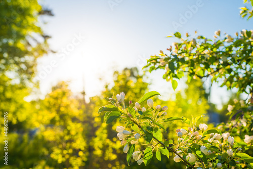 Open flowers of apple trees on the background of the spring sun