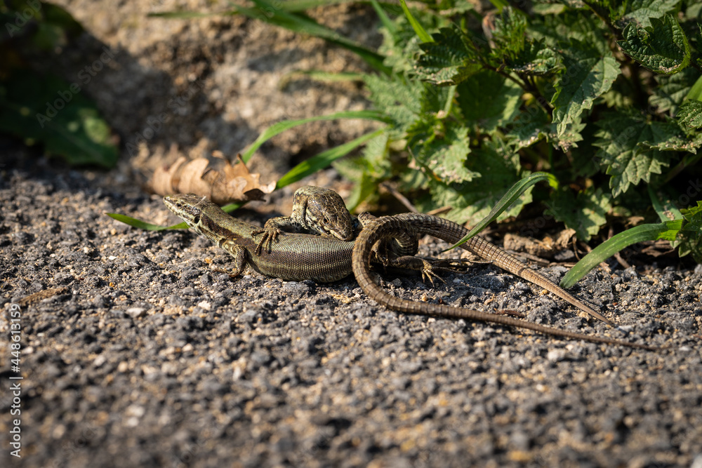 Fototapeta premium Zwei Reptilien sind am kämpfen 