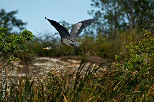 Garzón Gris (Ardea herodias) en pleno vuelo en ecosistema de manglares de la Península de Yucatán, México. photo