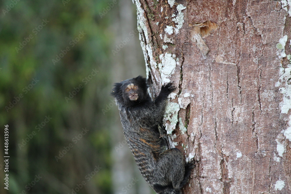 Fototapeta premium Sagui híbrido