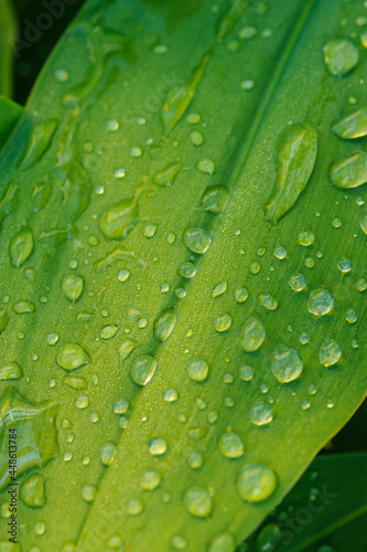 wet leaf close up