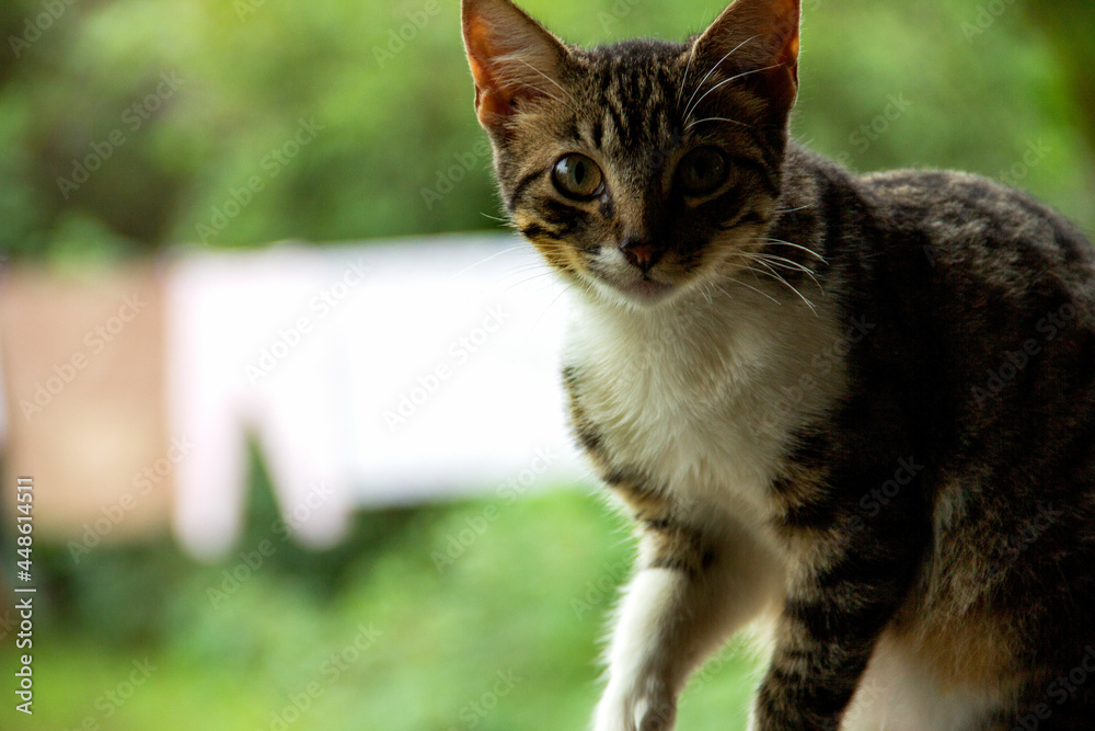 Obraz premium mirada de gata