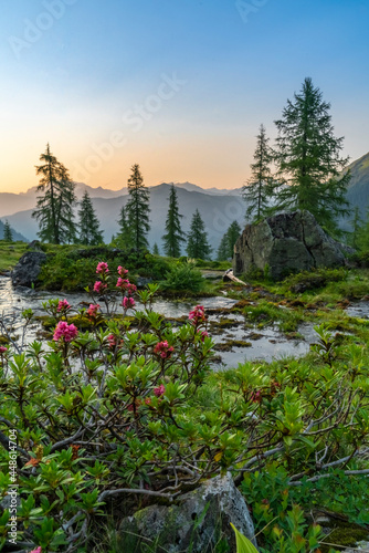 Alpenrosenblüte in den Alpen