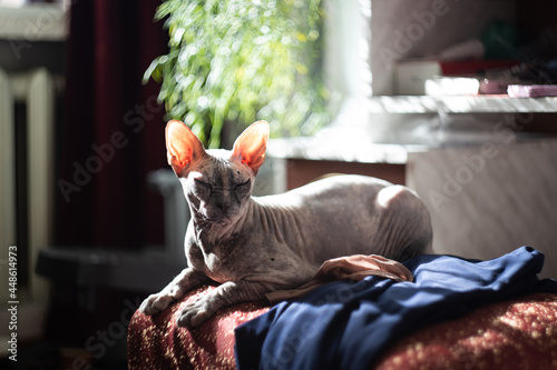 Canvas Print Sphinx Cat