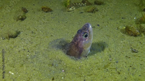 Fish of the Black Sea, Roche's snake blenny (Ophidion rochei) .Actinopterygii. photo