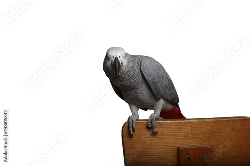 Beautiful parrot in front of a white background photo