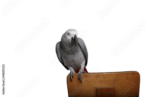 Beautiful parrot in front of a white background photo