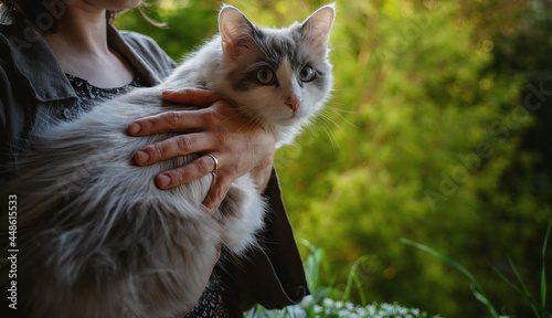 Bilde på lerret Cute beautiful fluffy cat munchkin with blue eyes in the arms of the owner